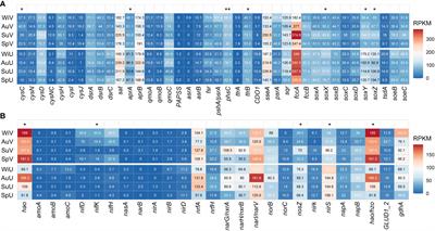 Genome-resolved metagenomics provides insights into the microbial-mediated sulfur and nitrogen cycling in temperate seagrass meadows